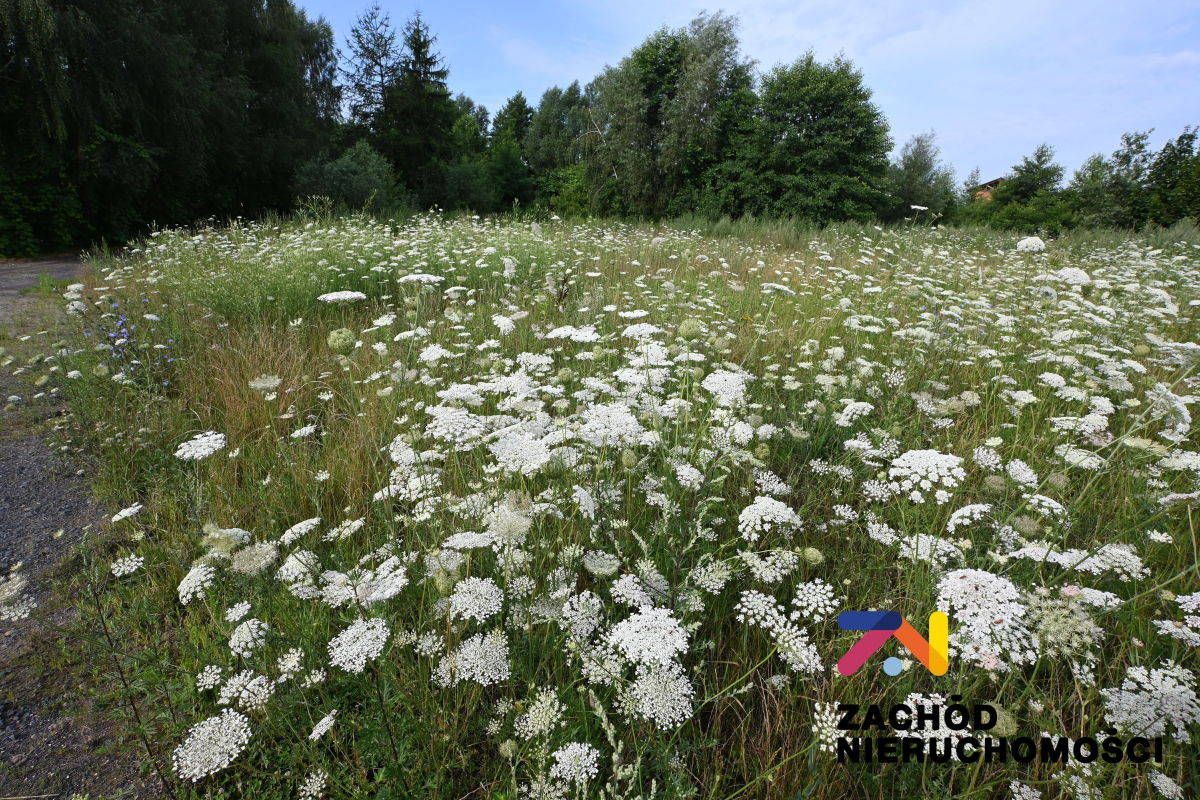 Działka rolna Zabór