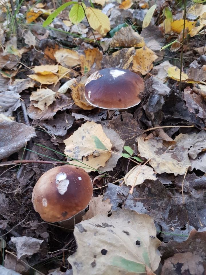 Działka budowlana Kownaciska. Zdjęcie 3