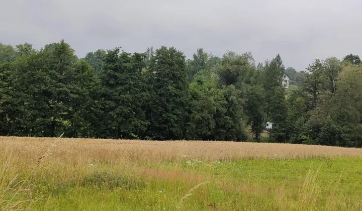 Działka budowlana Międzyświeć, ul. Jeżynowa
