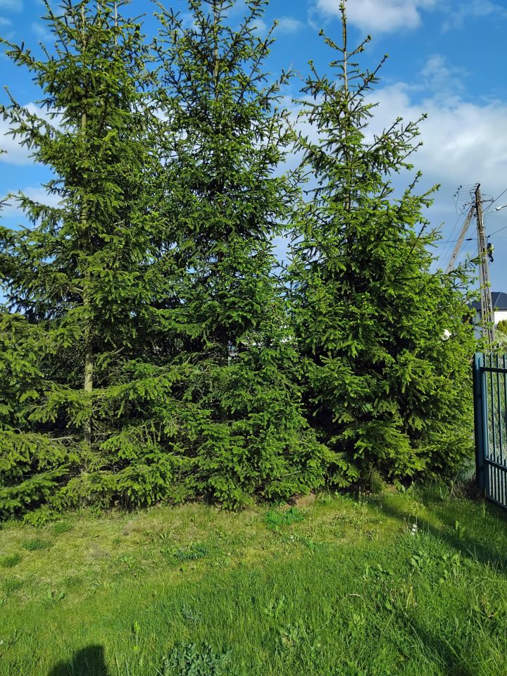 dom wolnostojący, 2 pokoje Albertów. Zdjęcie 28