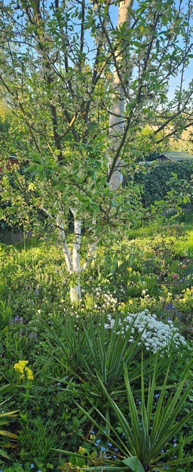 Działka rod Szczecin Gocław, ul. Południowa. Zdjęcie 7