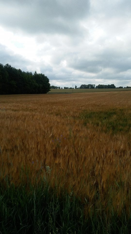 Działka budowlana Orzyc. Zdjęcie 3