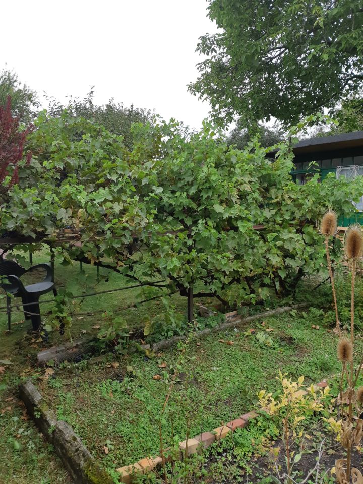 Działka rod Zielona Góra Centrum, ul. Andrzeja Struga. Zdjęcie 13