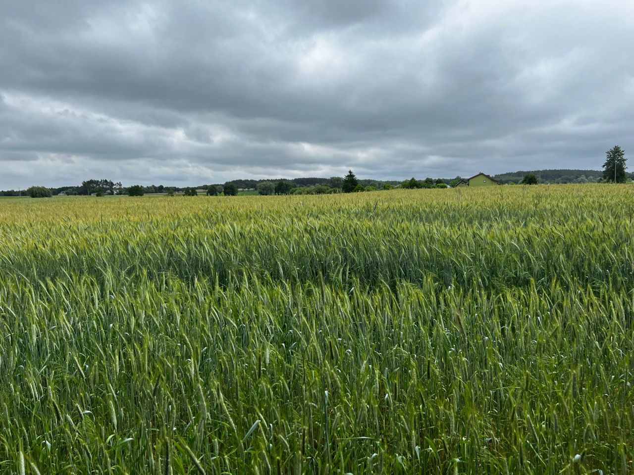 Działka budowlana Rumunki Witkowskie. Zdjęcie 6