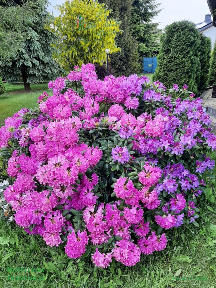 dom wolnostojący, 4 pokoje Okole, ul. Wesoła. Zdjęcie 13