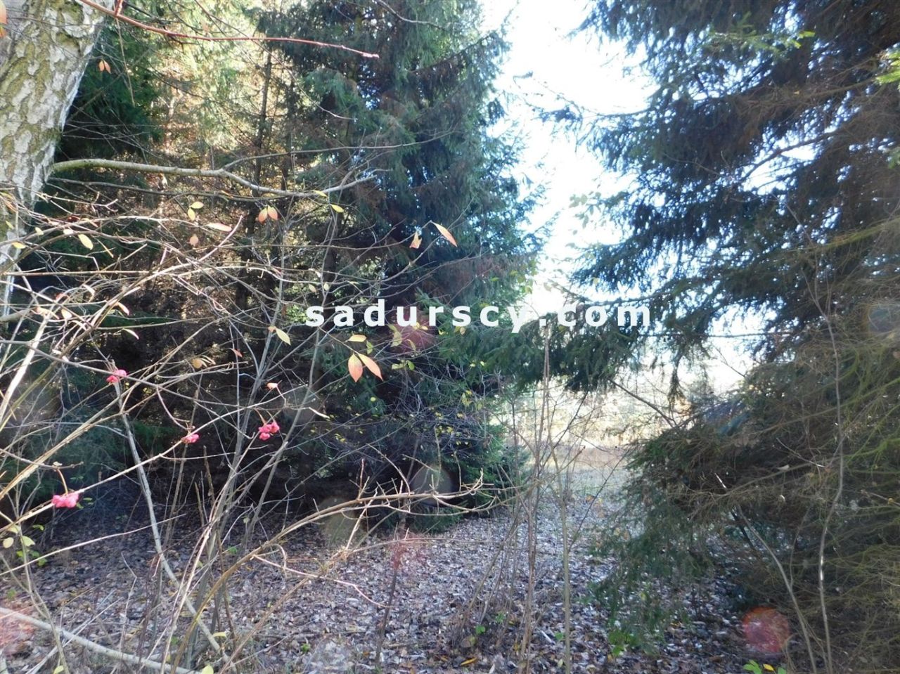 Działka budowlana Biały Ług. Zdjęcie 18