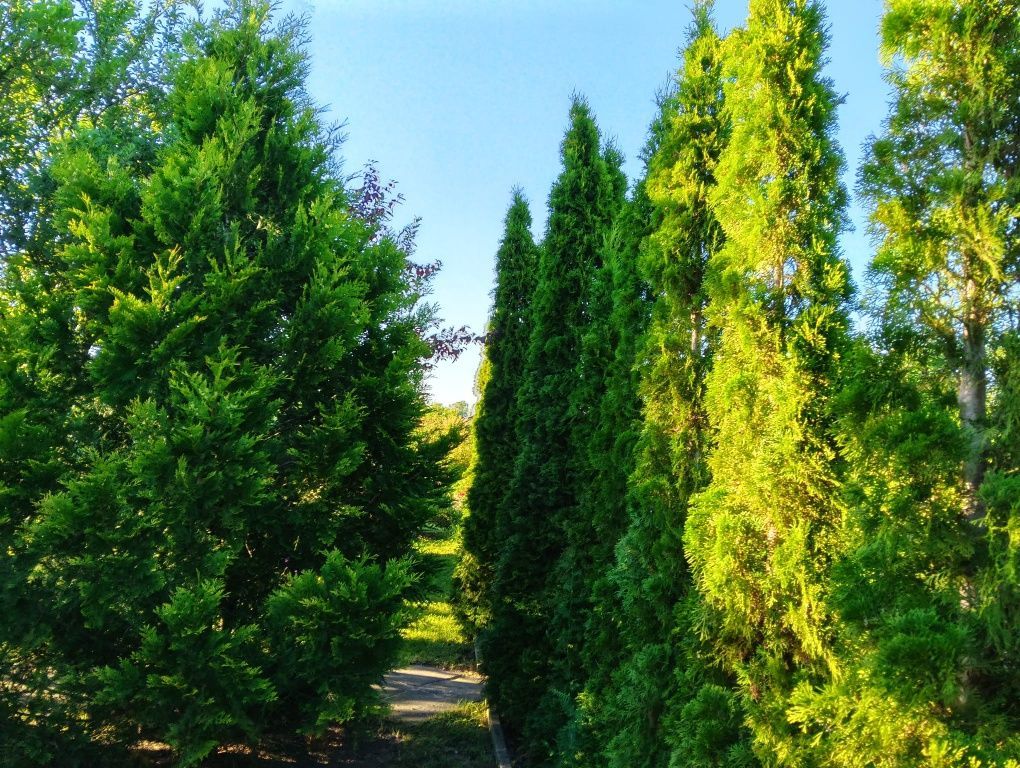 Działka rod Bełchatów. Zdjęcie 4