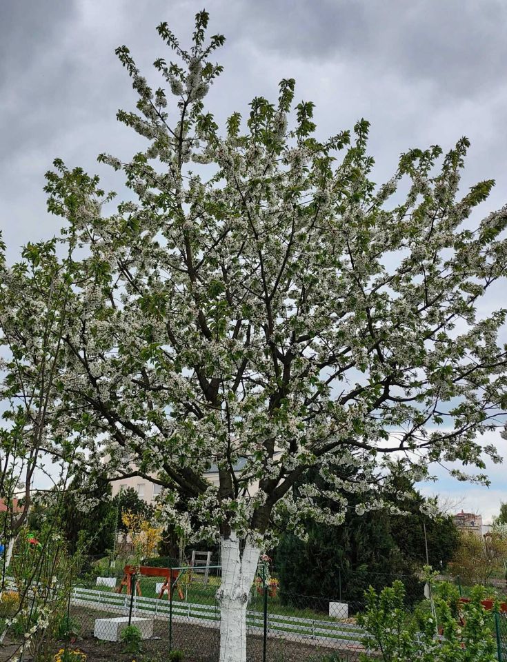 Działka rod Krotoszyn, ul. Polna. Zdjęcie 4