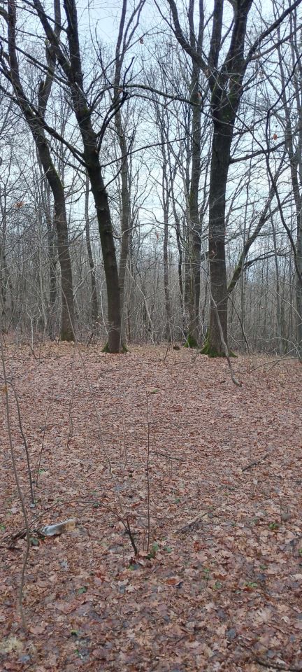 Działka leśna Osobnica Wysłanka, Osobnica. Zdjęcie 17