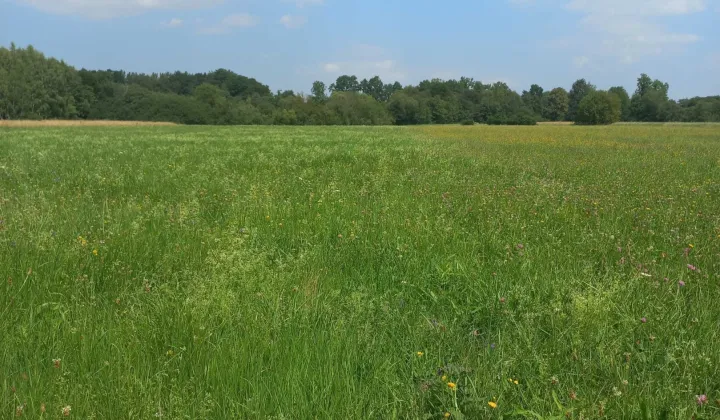 Działka rolna Lipinki