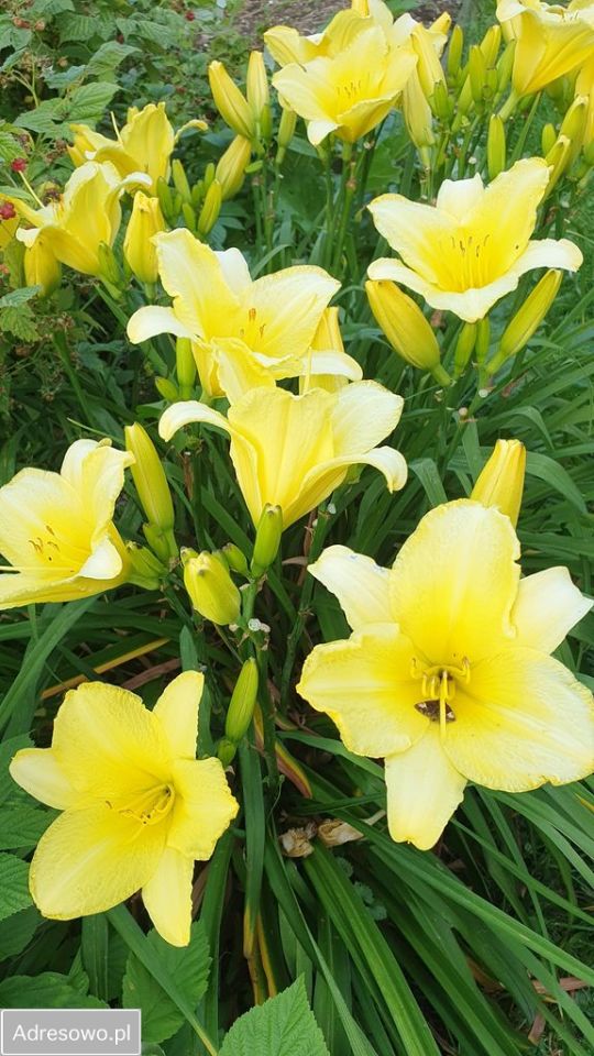 Działka rod Szczecin Śródmieście. Zdjęcie 18