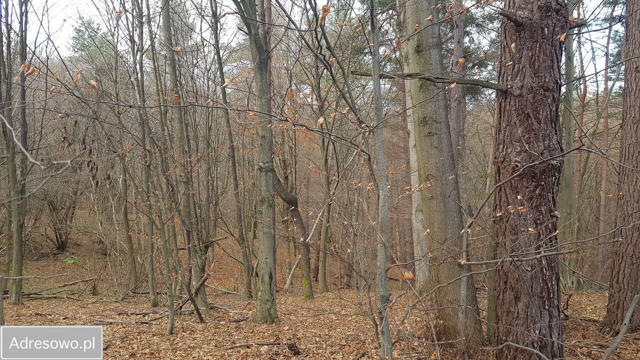 Działka inwestycyjna Bóbrka. Zdjęcie 17