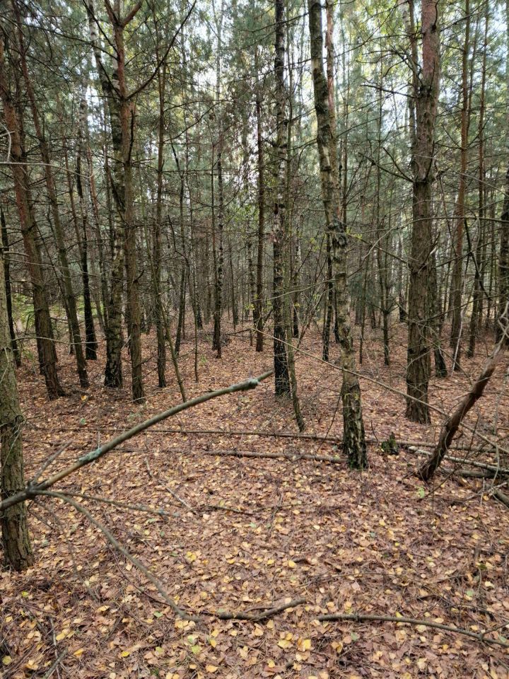 Działka rolno-budowlana Basinów, ul. Letniskowa. Zdjęcie 5