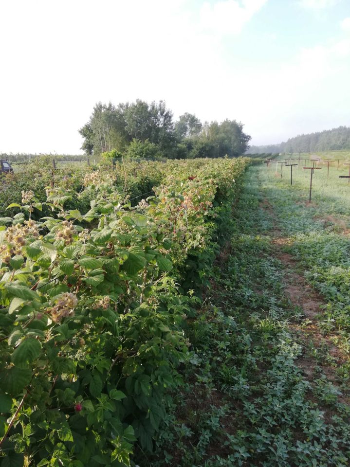 Działka budowlana Karczmiska Pierwsze, ul. Pogodna. Zdjęcie 6