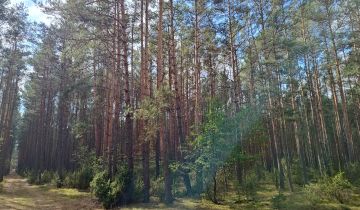 Działka leśna Lipniak-Majorat