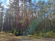 Działka leśna Lipniak-Majorat. Zdjęcie 1