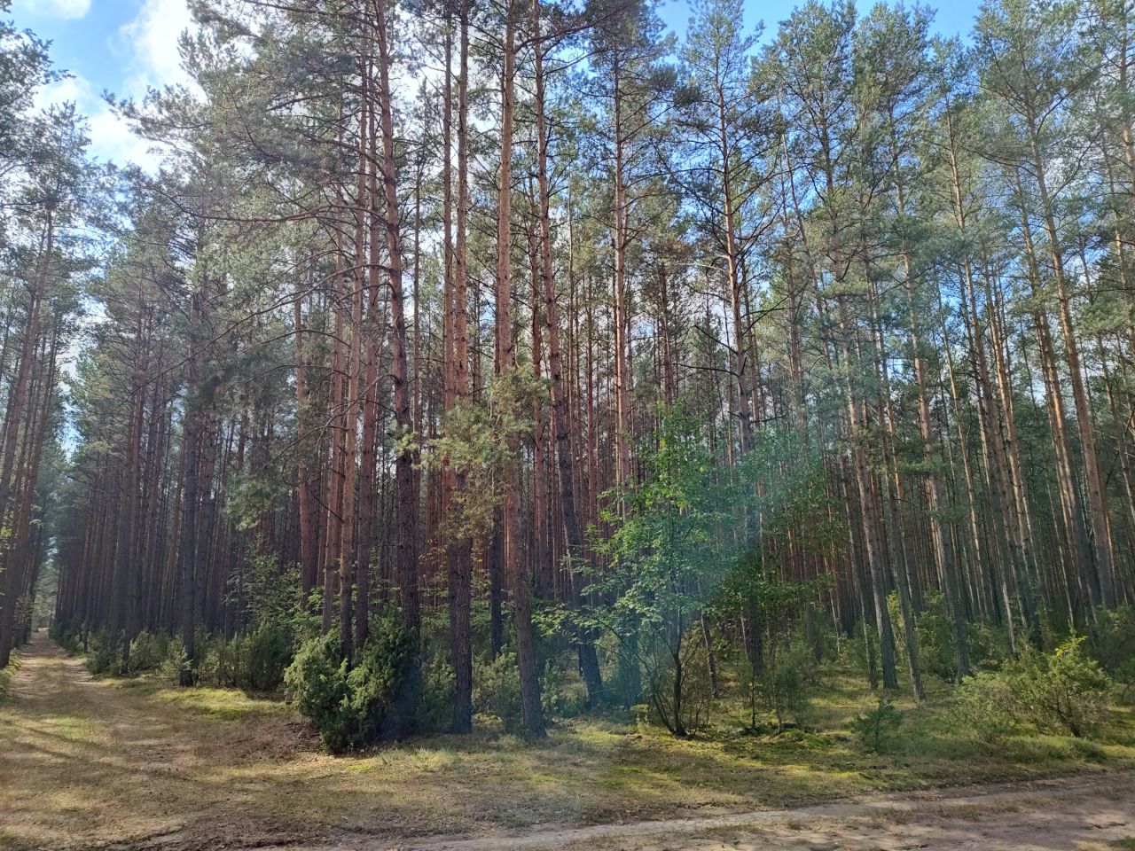 Działka leśna Lipniak-Majorat. Zdjęcie 2