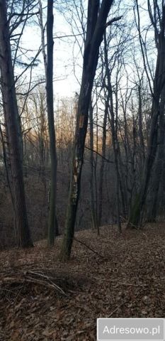 Działka leśna Lipowe. Zdjęcie 1