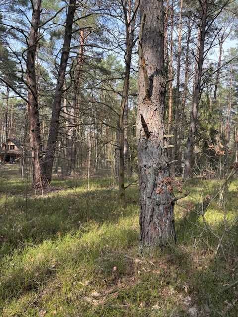Działka leśna Osiedle Wilga, ul. Jodłowa. Zdjęcie 4