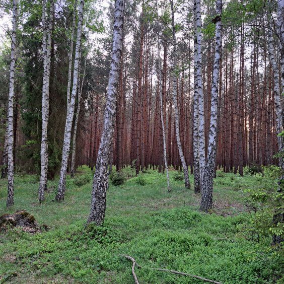 Działka leśna Tereszpol-Kukiełki. Zdjęcie 3