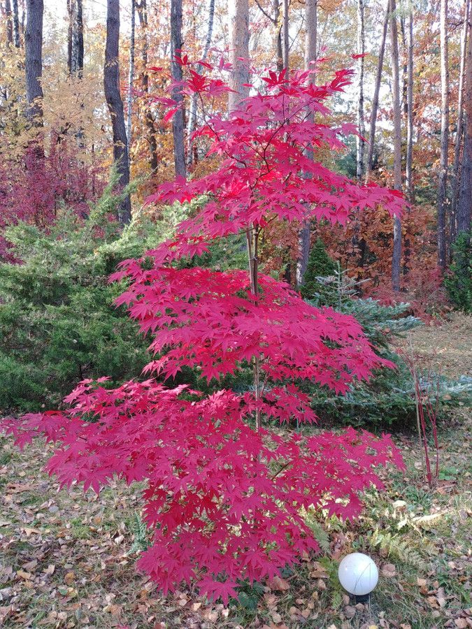 Działka budowlana Zofiówka, ul. Cienista. Zdjęcie 7