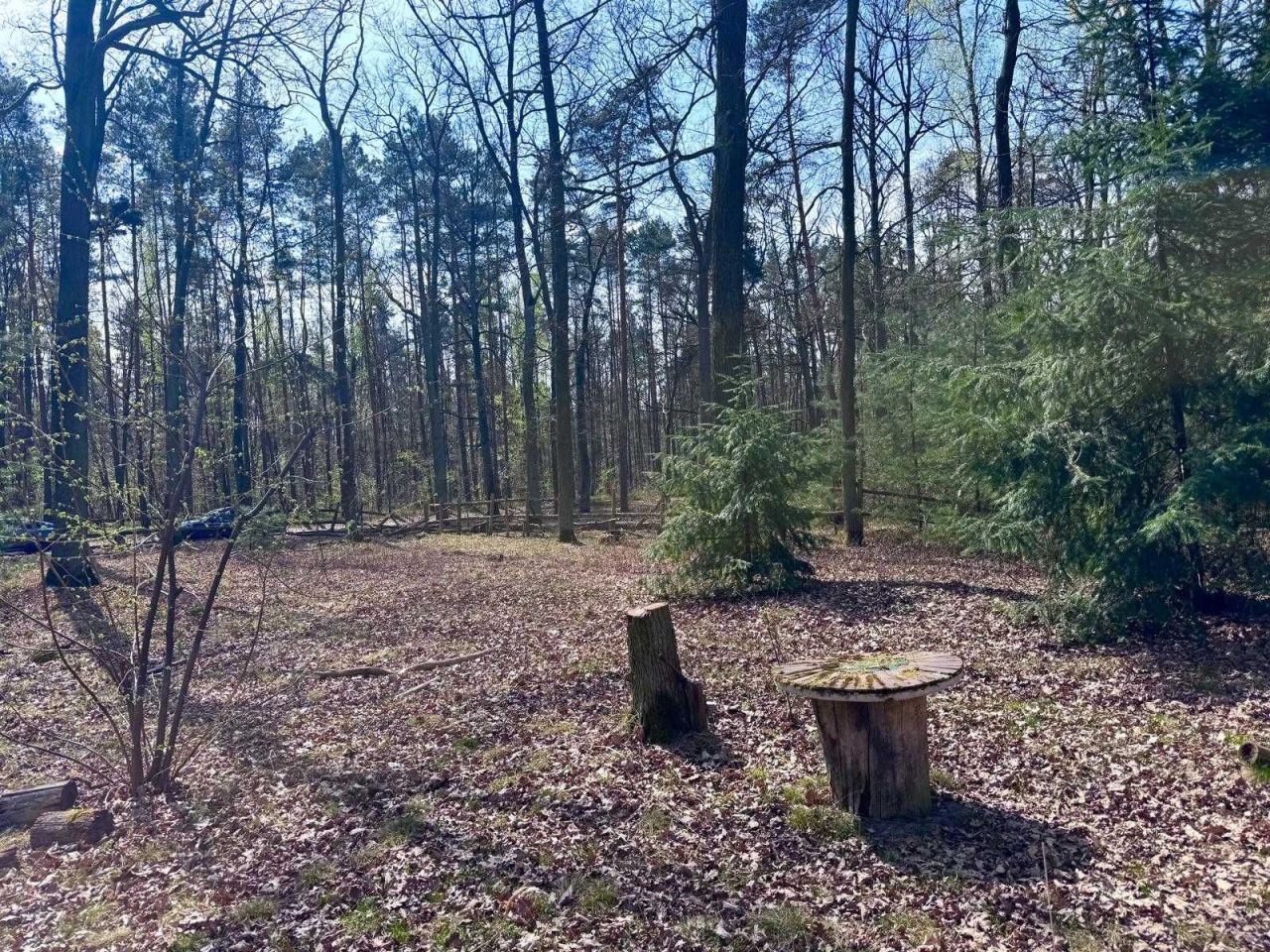 Działka leśna Tłokinia Wielka. Zdjęcie 2