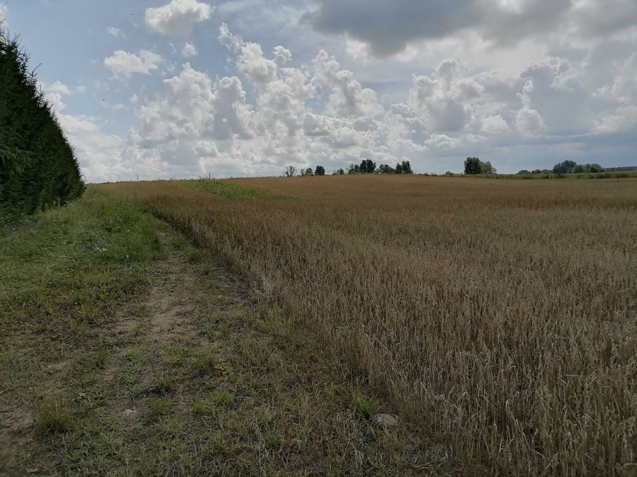 Działka rolna Blanki. Zdjęcie 7