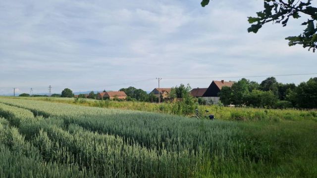 Działka budowlana Siekierczyn. Zdjęcie 1