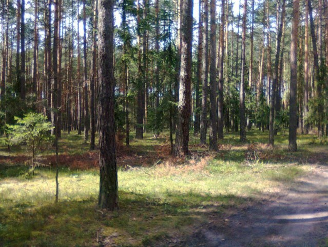 Działka leśna Strzebiń. Zdjęcie 1