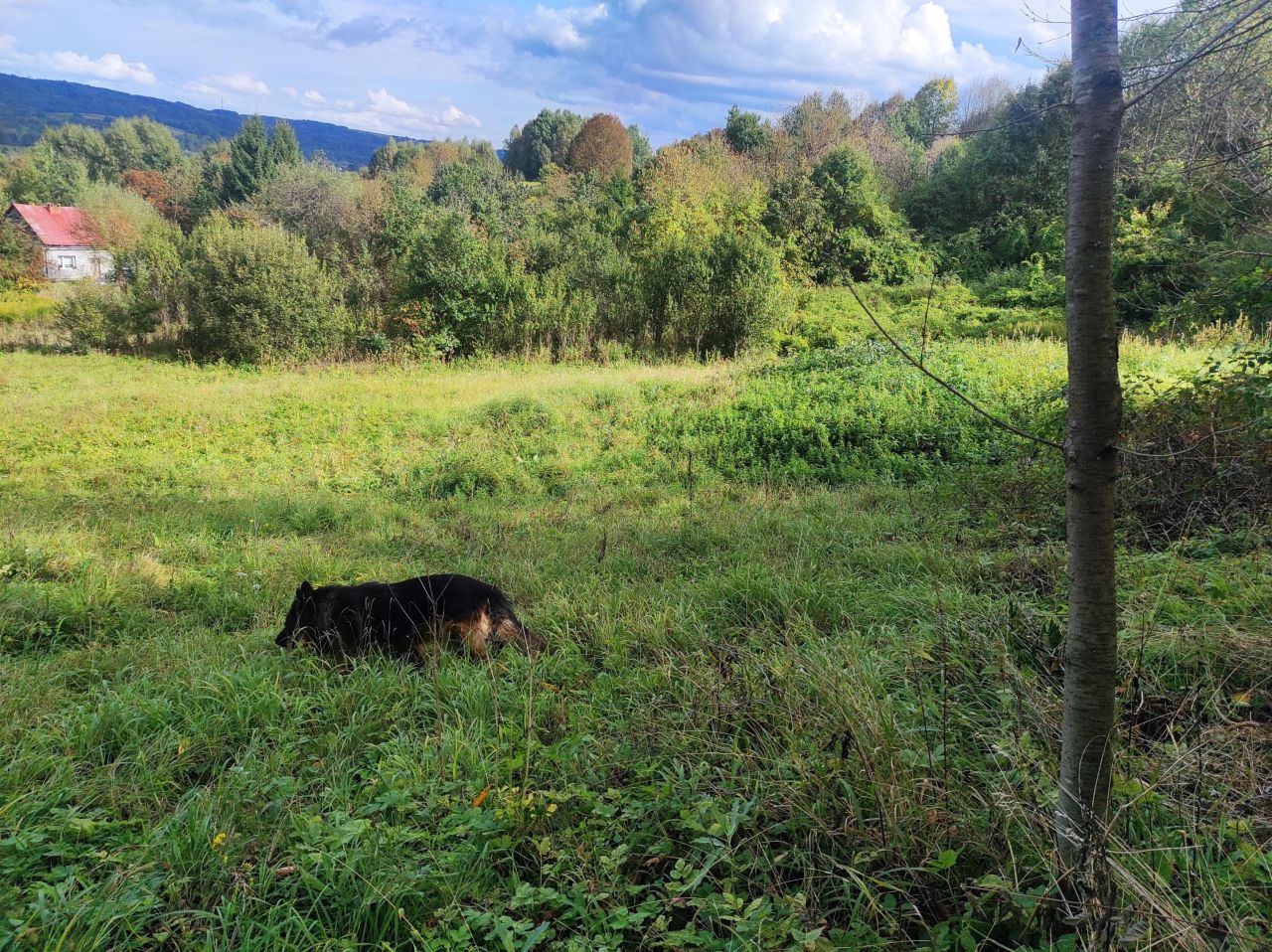 Działka siedliskowa Golcowa. Zdjęcie 8