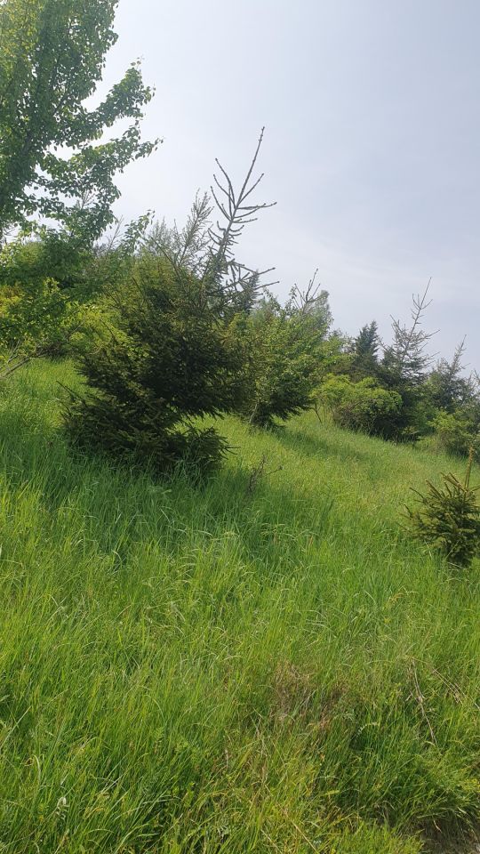 Działka leśna Rdzawka Rusnakówka. Zdjęcie 8