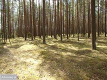 Działka rekreacyjna Lipy. Zdjęcie 1