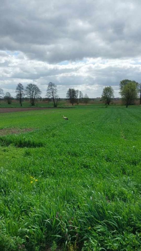 Działka rolna Rybitwy. Zdjęcie 6