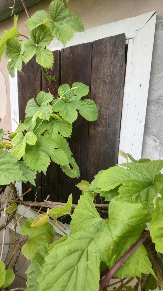 Działka rod Wrocław Brochów, ul. Wiaduktowa. Zdjęcie 3