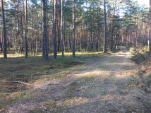 Działka leśna Dobrosław. Zdjęcie 1