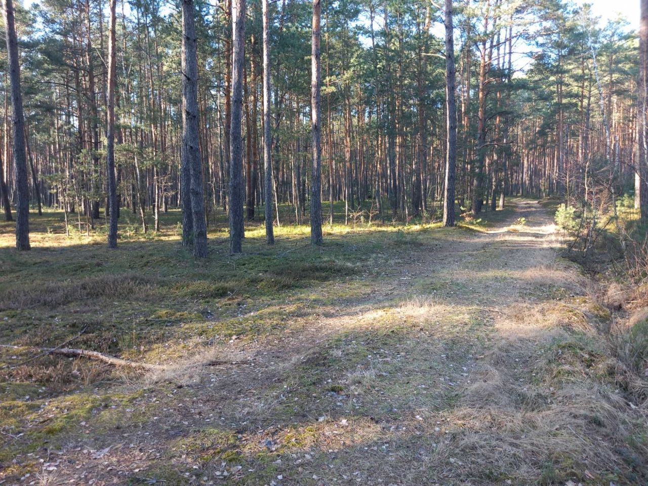 Działka leśna Dobrosław. Zdjęcie 2