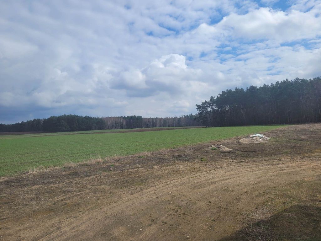 Działka rolno-budowlana Rojewo. Zdjęcie 2