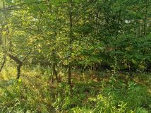 Działka rolna Czułów. Zdjęcie 1