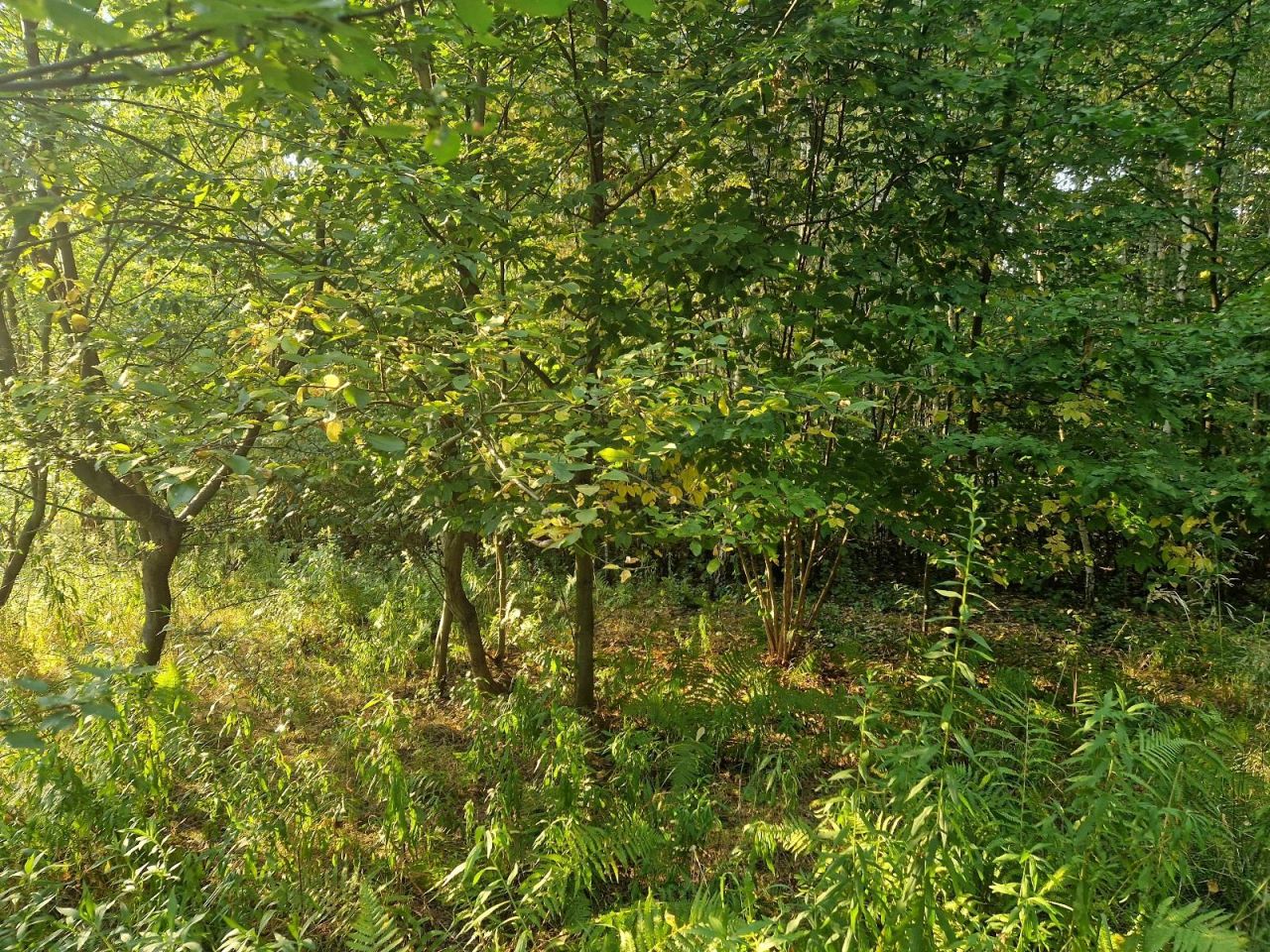 Działka rolna Czułów. Zdjęcie 2