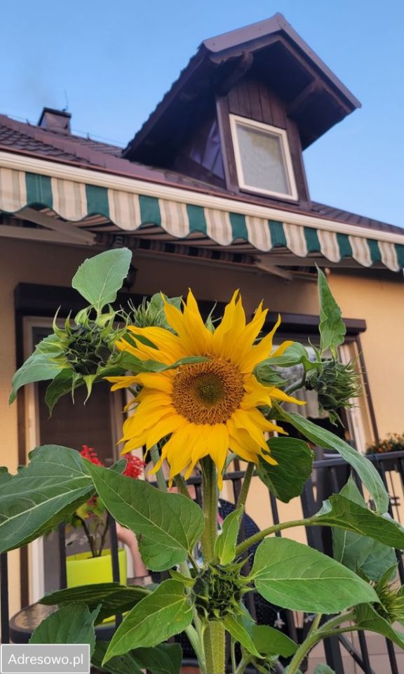 dom wolnostojący, 3 pokoje Ocypel. Zdjęcie 6