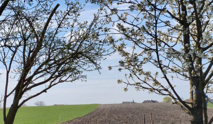Działka budowlana Pniówek Kolonia Górna, PNIÓWEK