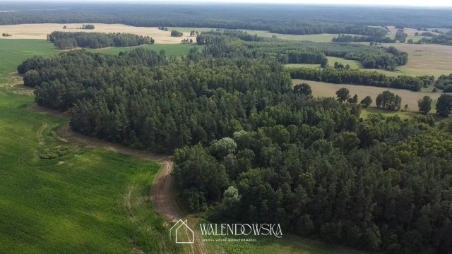 Działka leśna Pasieka. Zdjęcie 1