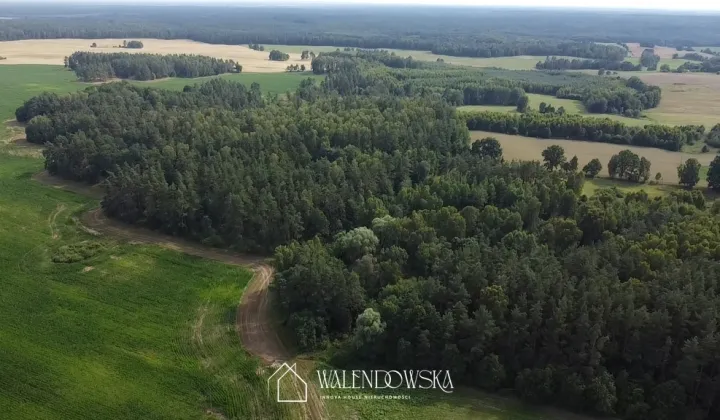 Działka leśna Pasieka