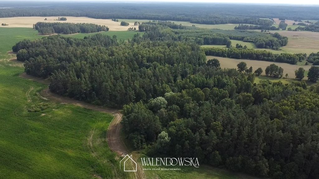 Działka leśna Pasieka. Zdjęcie 1