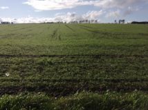 Działka siedliskowa Białogarda. Zdjęcie 1