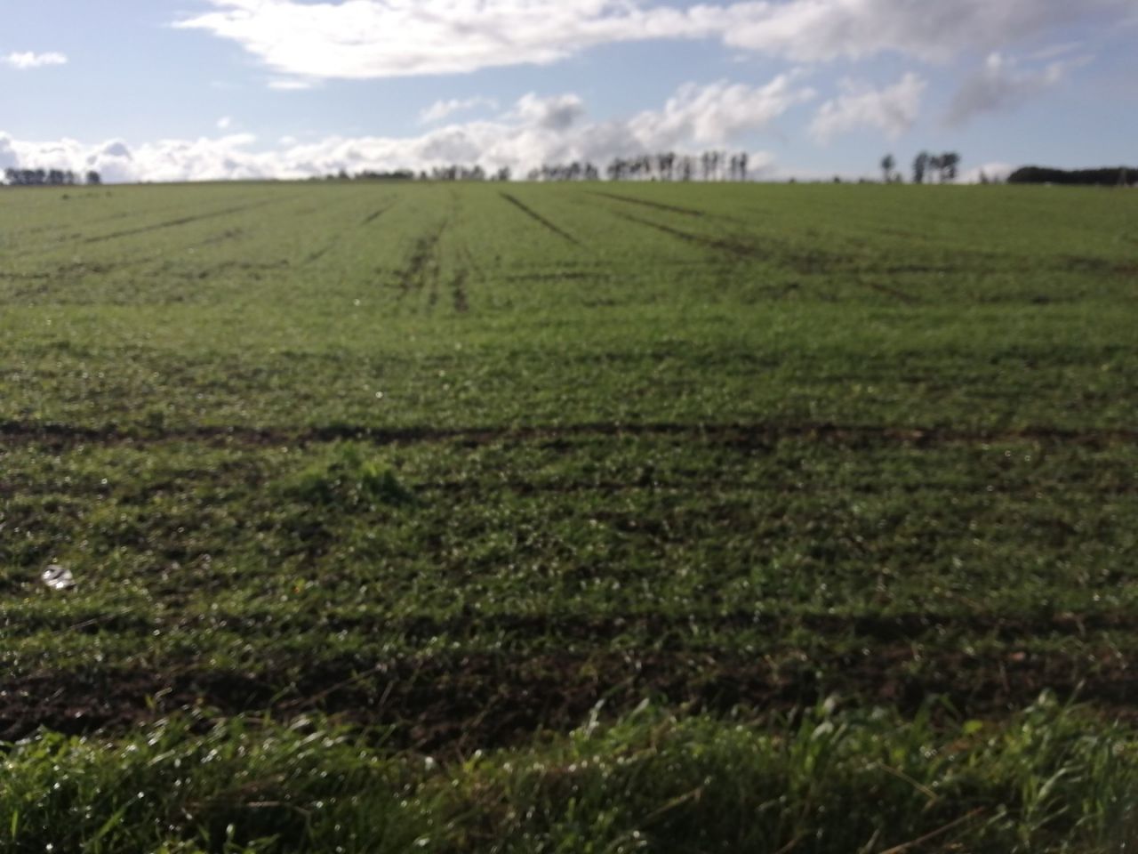 Działka siedliskowa Białogarda. Zdjęcie 2