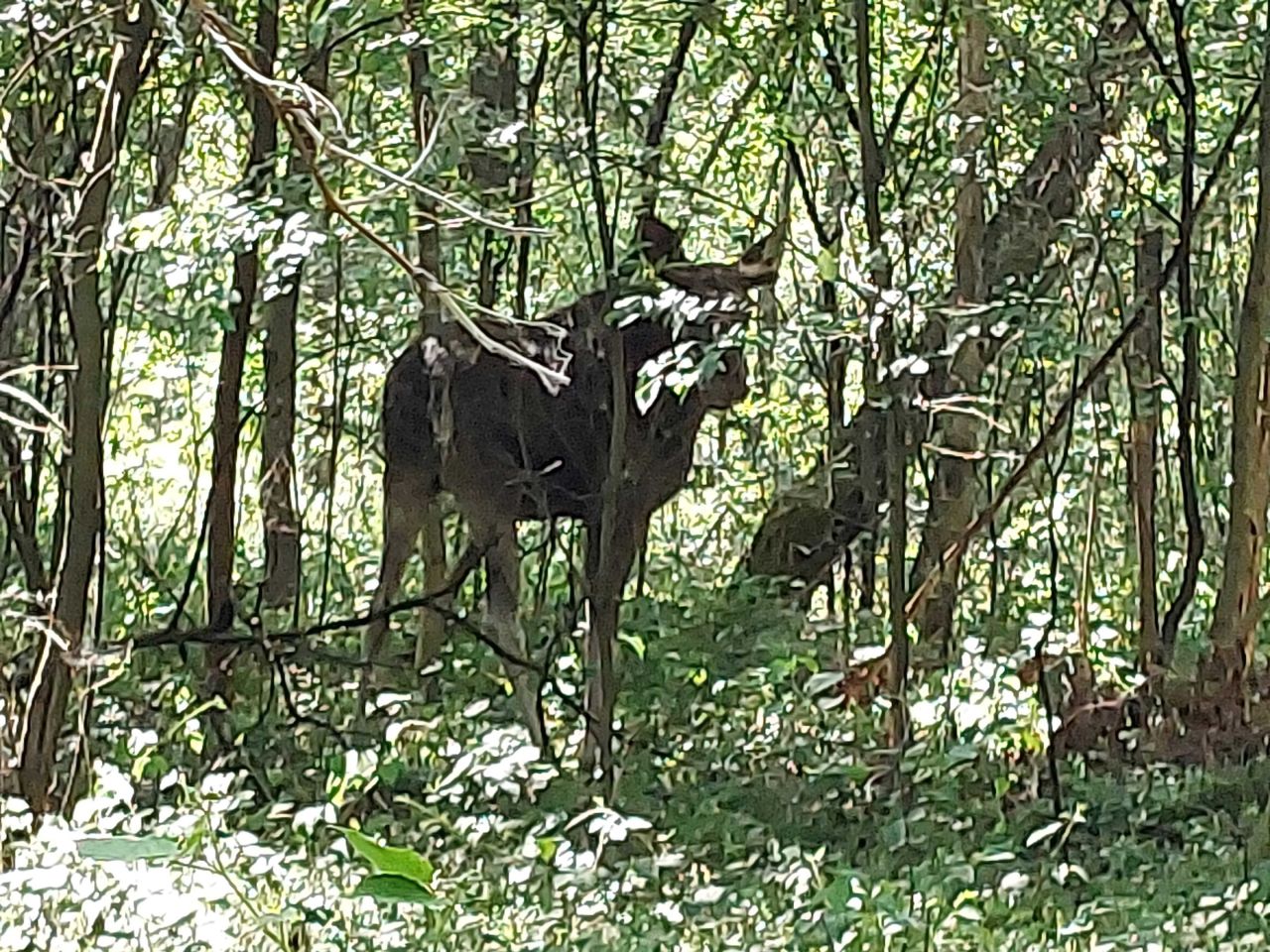Działka rolna Kalonka. Zdjęcie 3