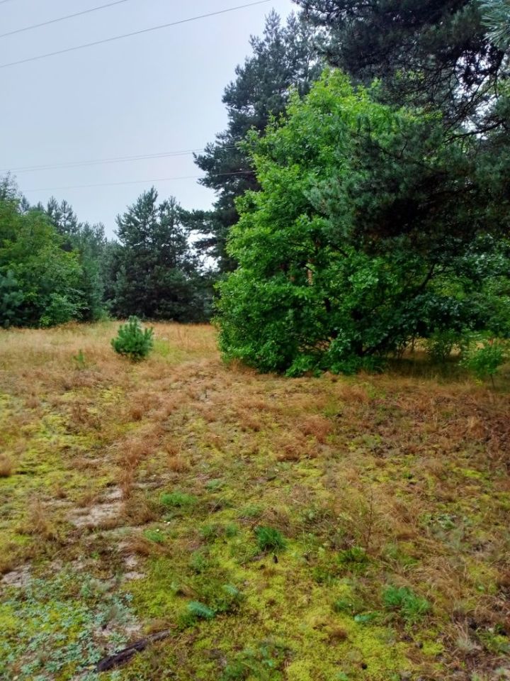 Działka rolno-budowlana Rzędkowice. Zdjęcie 5