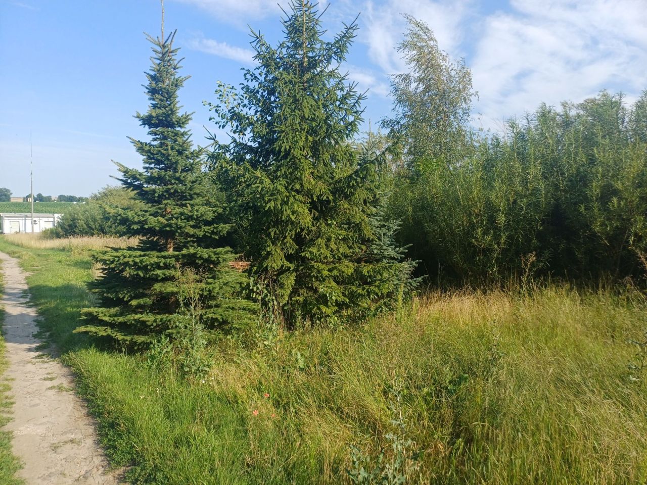 Działka rolno-budowlana Skórcz. Zdjęcie 3