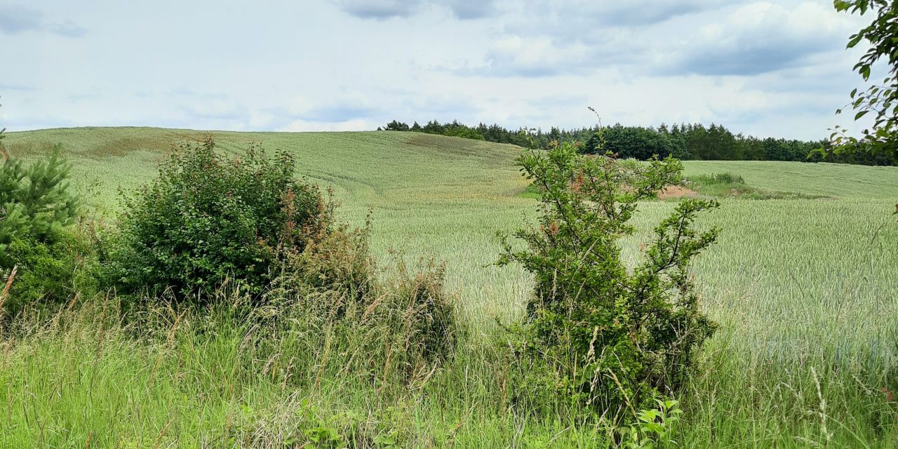 Działka budowlana Nowe Miasto Lubawskie Kornatki. Zdjęcie 8